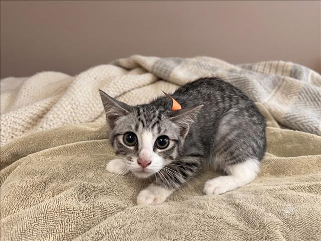 Shelter Stray Male Cat last seen , 957 N Gaffey St, San Pedro, CA 90731, USA