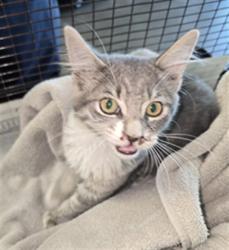 Shelter Stray Female Cat last seen , West Valley Animal Shelter, 20655 Plummer St, Chatsworth, CA 91311, USA