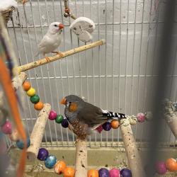 Shelter Stray Unknown Bird last seen Near, 2600 S Harding St, Indianapolis, IN 46221, USA