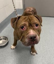 Shelter Stray Male Dog last seen Near, 2600 S Harding St, Indianapolis, IN 46221, USA