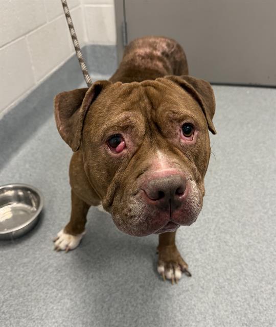 Shelter Stray Male Dog last seen Near, 2600 S Harding St, Indianapolis, IN 46221, USA