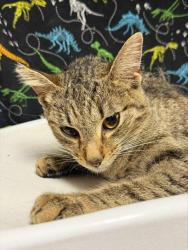 Shelter Stray Female Cat last seen Near BLOCK COLUMBIA AVE, RIVERSIDE 92501, 6851 Van Buren Boulevard, Jurupa Valley, CA 92509, USA