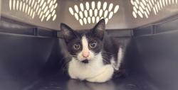 Shelter Stray Female Cat last seen FRANKLIN STREET PANERA BREAD, 1601 Eubanks Rd, Chapel Hill, NC 27516, USA