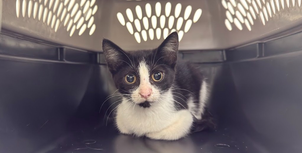 Shelter Stray Female Cat last seen FRANKLIN STREET PANERA BREAD, 1601 Eubanks Rd, Chapel Hill, NC 27516, USA