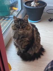 Reunited Female Cat last seen Woodfarm, Headington, England 