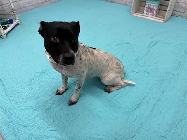 Shelter Stray Female Dog last seen Near BLOCK SAINT MARYS ST, DETROIT, MI 48227, 7401 Chrysler Dr, Detroit, MI 48211, USA