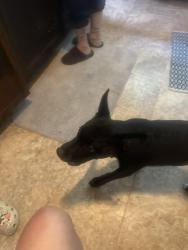 Found/Stray Male Dog last seen Family dollar, McKeesport, PA 15132