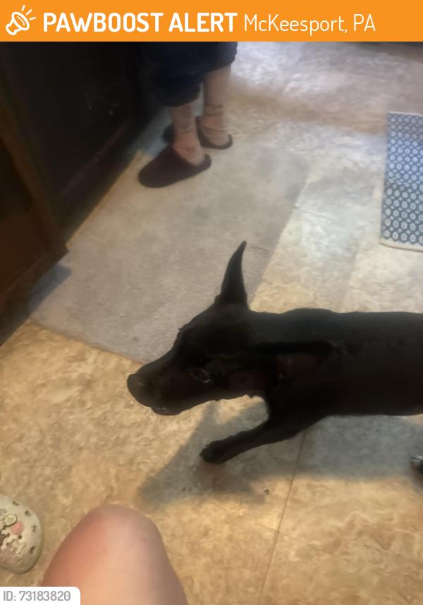Found/Stray Male Dog last seen Family dollar, McKeesport, PA 15132