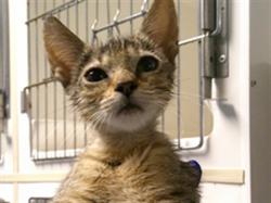 Shelter Stray Female Cat last seen AIRPORT BLVD & S PINE RIDGE CIR, 232 Eslinger Way, Sanford, FL 32773, USA