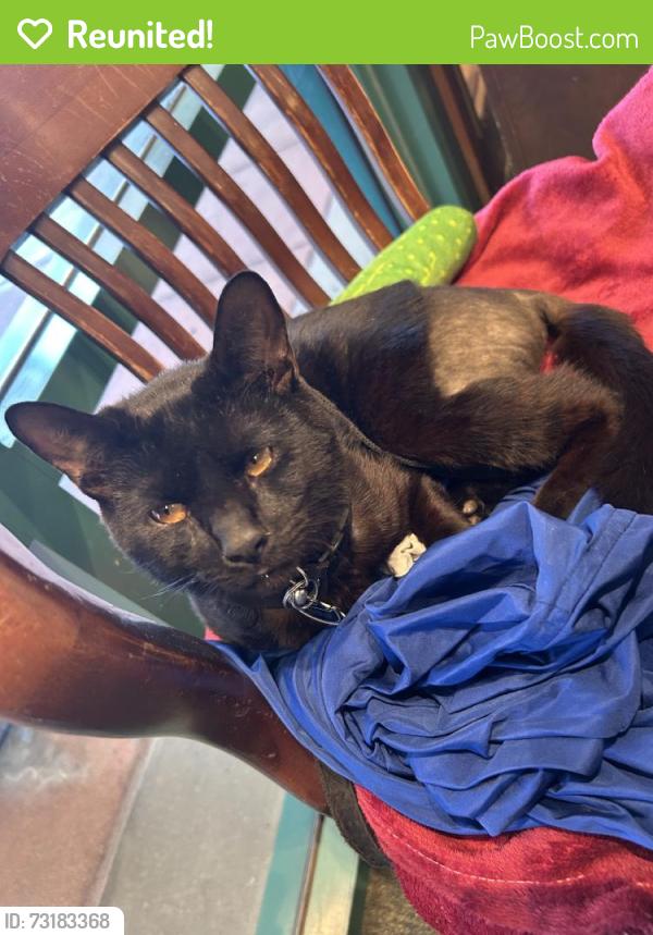 Reunited Male Cat last seen Near Foothill Blvd, Rancho Cucamonga, CA 91730, USA, Rancho Cucamonga, CA 91730
