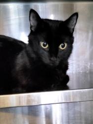 Shelter Stray Female Cat last seen , 1850 W 60th St, Los Angeles, CA 90047, USA