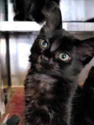 Shelter Stray Female Cat last seen , 1850 W 60th St, Los Angeles, CA 90047, USA