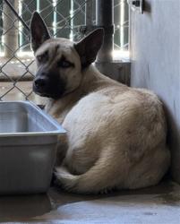 Shelter Stray Female Dog last seen Near W 27TH ST X GARDENA, 333 Chandler Pl, San Bernardino, CA 92408, USA