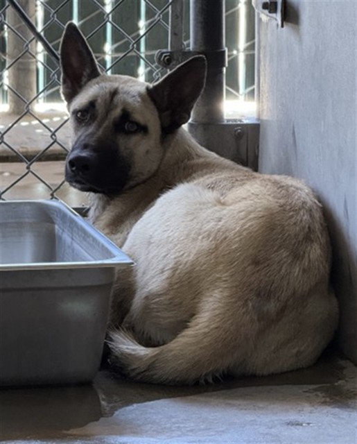 Shelter Stray Female Dog last seen Near W 27TH ST X GARDENA, 333 Chandler Pl, San Bernardino, CA 92408, USA