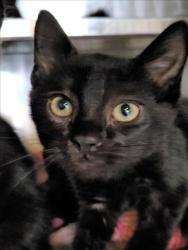 Shelter Stray Female Cat last seen , 1850 W 60th St, Los Angeles, CA 90047, USA