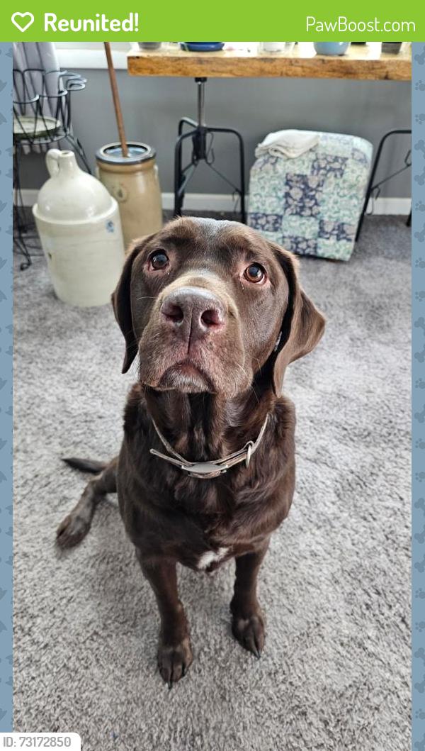 Reunited Male Dog last seen Glenn Rd and Seymour Rd, Grass Lake, MI 49240