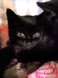 Shelter Stray Male Cat last seen , 1850 W 60th St, Los Angeles, CA 90047, USA