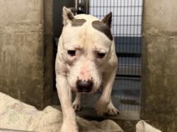 Shelter Stray Female Dog last seen , 1850 W 60th St, Los Angeles, CA 90047, USA