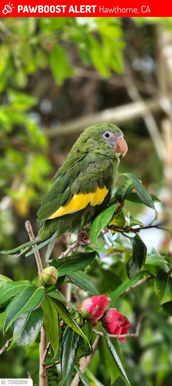 Lost Unknown Bird last seen 137th st/la cienega in Hawthorne, Hawthorne, CA 90250