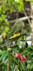 Lost Unknown Bird last seen 137th st/la cienega in Hawthorne, Hawthorne, CA 90250