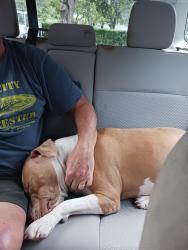Reunited Female Dog last seen Holly lane and Plantation road, Plantation, FL 33317