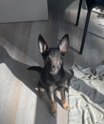 Found/Stray Female Dog last seen Hacienda Blvd & Mayor Dave Way, La Puente, CA 91744