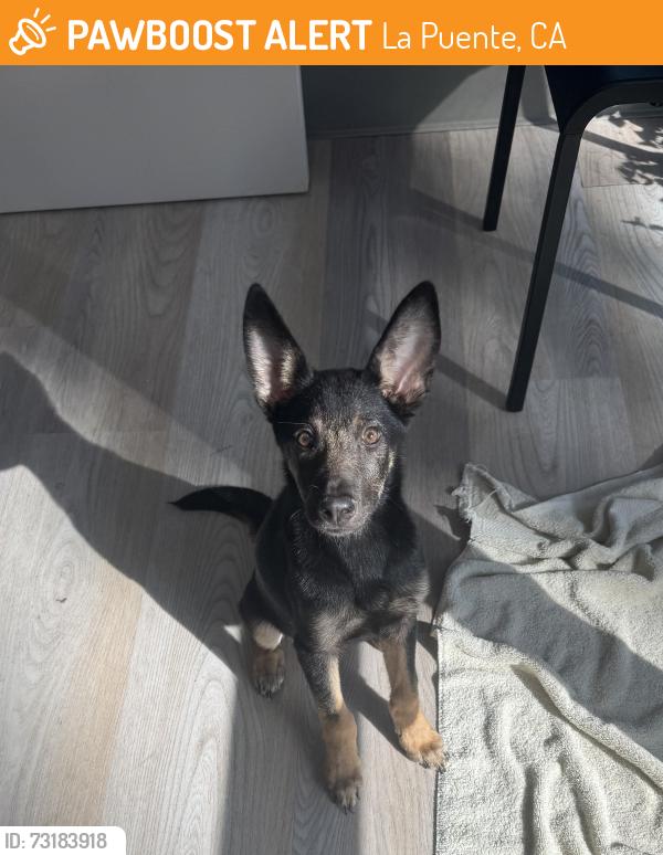 Found/Stray Female Dog last seen Hacienda Blvd & Mayor Dave Way, La Puente, CA 91744
