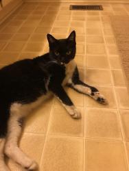Reunited Female Cat last seen Carolina veterinarian hosp and bills body shop on Broadway road, Lee County, NC 27332