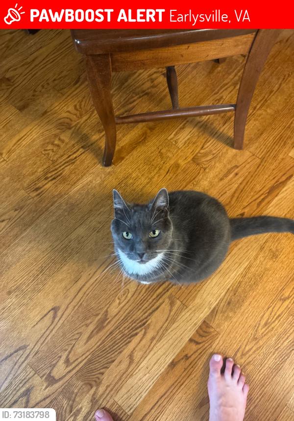 Lost Male Cat last seen Off Bleak House Road, Earlysville, VA 22936