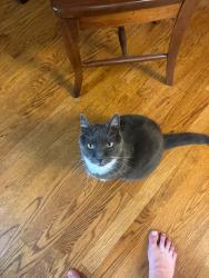 Lost Male Cat last seen Off Bleak House Road, Earlysville, VA 22936