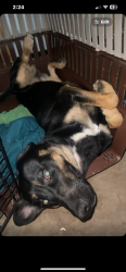 Lost Female Dog last seen Godley, Godley, TX 76044