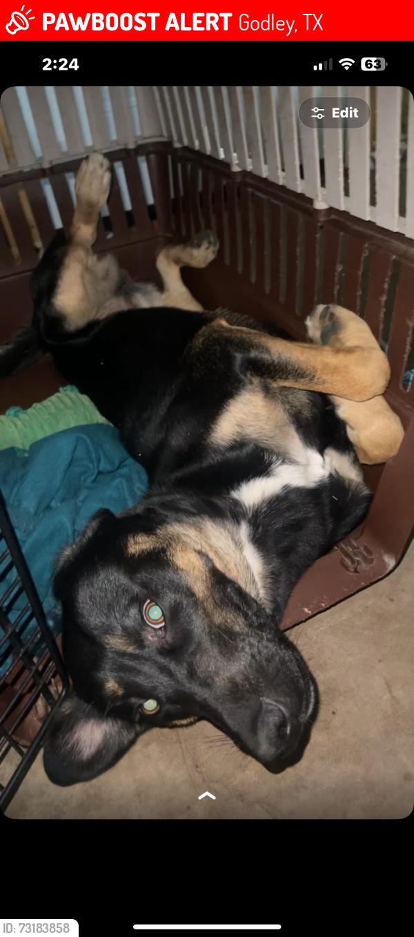 Lost Female Dog last seen Godley, Godley, TX 76044