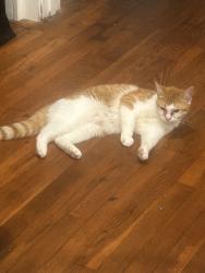 Lost Female Cat last seen Rifle range, Knoxville, TN 37918