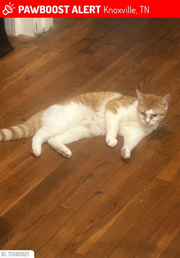 Lost Female Cat last seen Rifle range, Knoxville, TN 37918