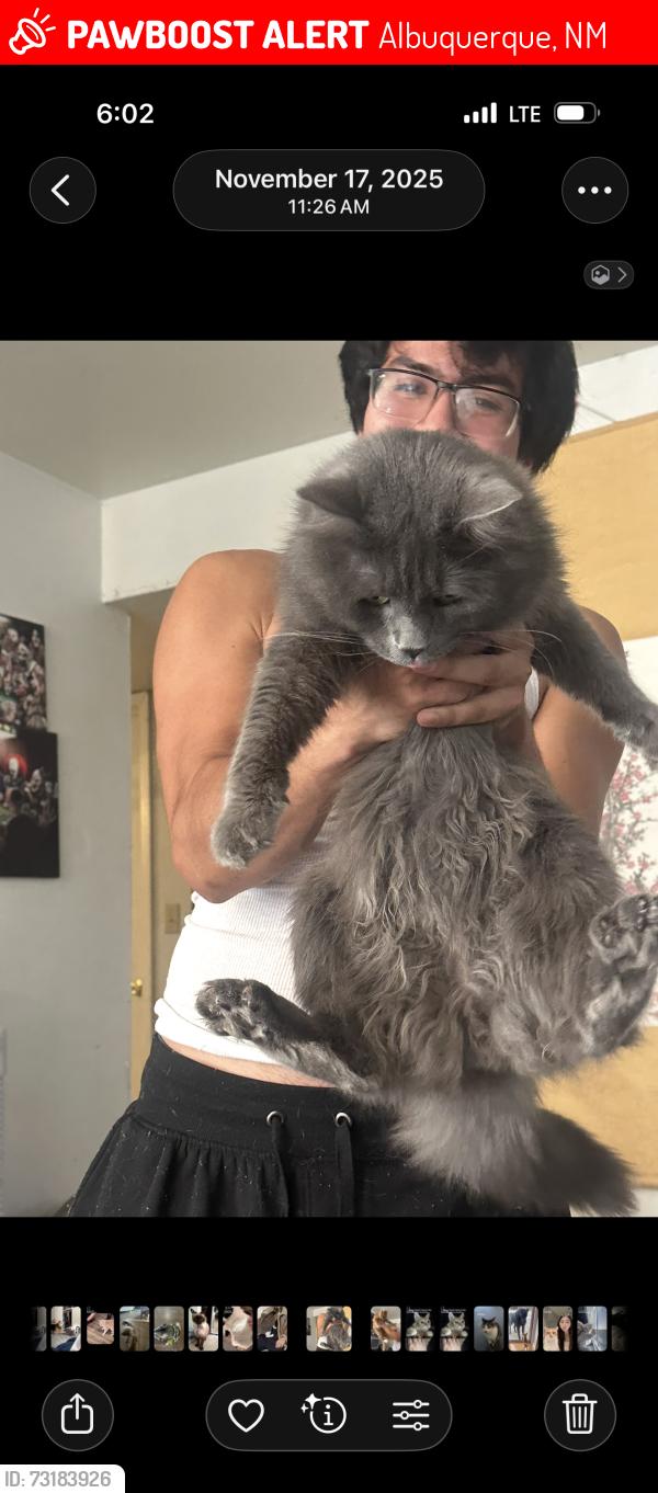 Lost Male Cat last seen Carlisle and comanche, Albuquerque, NM 87107