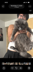 Lost Male Cat last seen Carlisle and comanche, Albuquerque, NM 87107