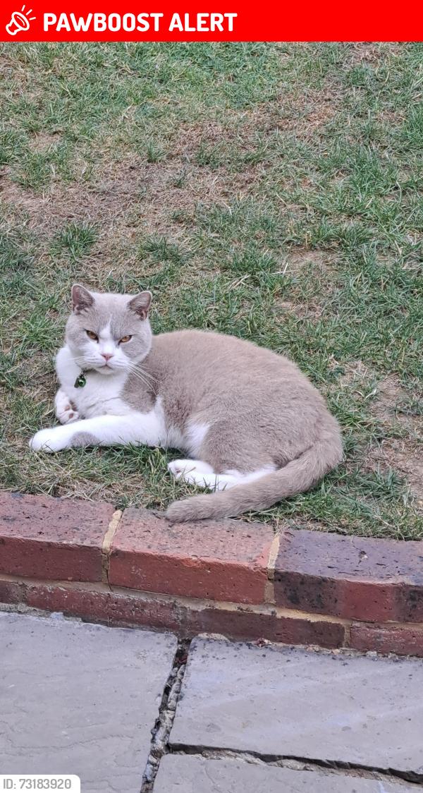 Lost Male Cat last seen London Road, Ashington, England RH20 3JQ