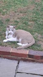 Lost Male Cat last seen London Road, Ashington, England RH20 3JQ