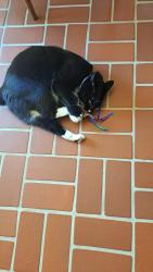 Reunited Male Cat last seen Quail Lane, North Cornwall Township, PA 17042