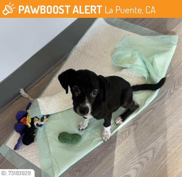 Found/Stray Male Dog last seen Hacienda Blvd & Mayor Dave Way, La Puente, CA 91744