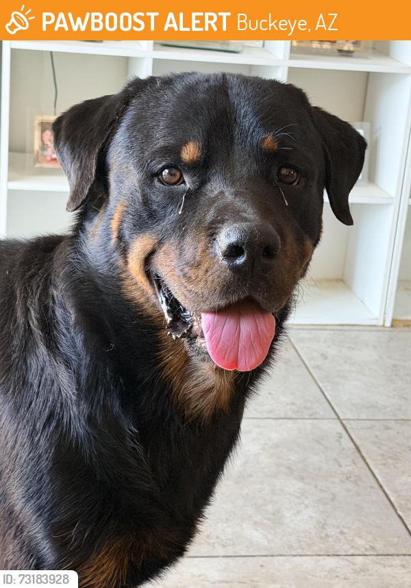Found/Stray Male Dog last seen 255th and west Samantha way, Buckeye, AZ 85326