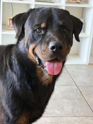 Found/Stray Male Dog last seen 255th and west Samantha way, Buckeye, AZ 85326