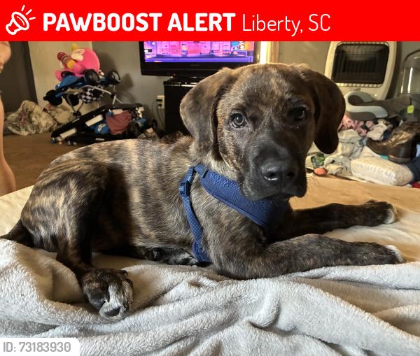 Lost Male Dog last seen Denmark Road, Liberty, SC 29657