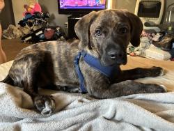 Lost Male Dog last seen Denmark Road, Liberty, SC 29657