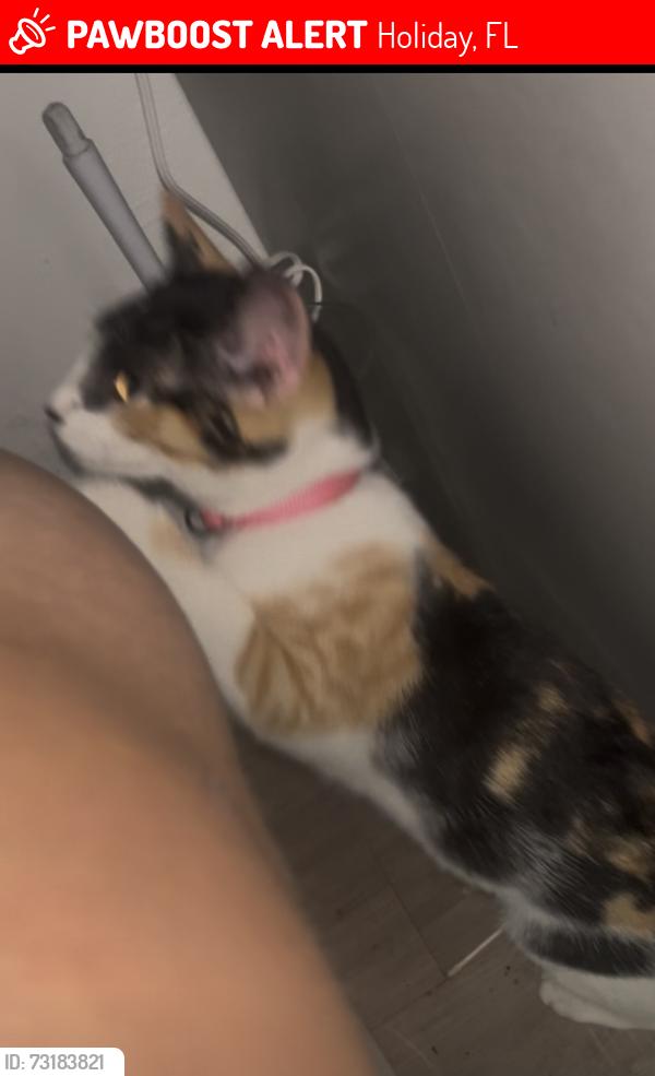 Lost Female Cat last seen bradford & moog, Holiday, FL 34691
