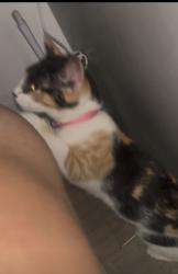 Lost Female Cat last seen bradford & moog, Holiday, FL 34691