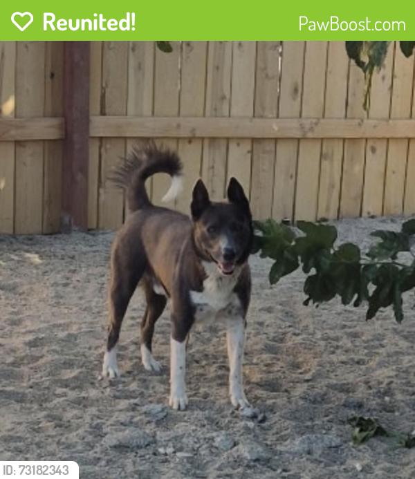 Reunited Male Dog last seen Near Portofino Way, Palmdale, CA 93552, USA, Palmdale, CA 93552