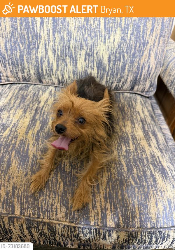 Found/Stray Male Dog last seen Cross streets of Park Hurst Drive & Park Havem Circle, Bryan, TX 77802