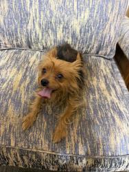 Found/Stray Male Dog last seen Cross streets of Park Hurst Drive & Park Havem Circle, Bryan, TX 77802