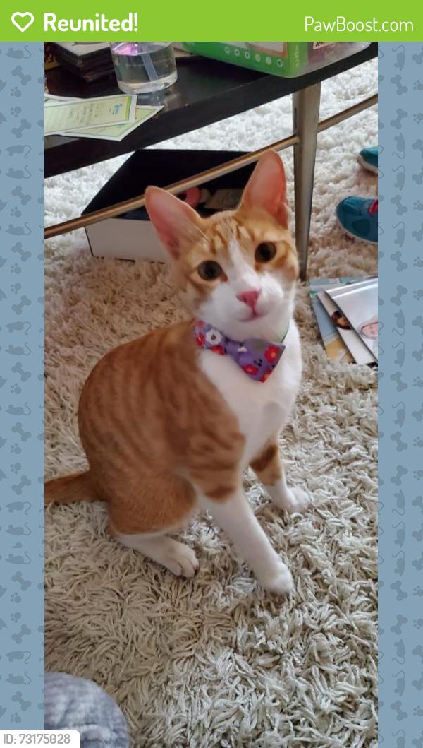 Reunited Male Cat last seen Winding river Drive, Bloomingdale, FL 33596